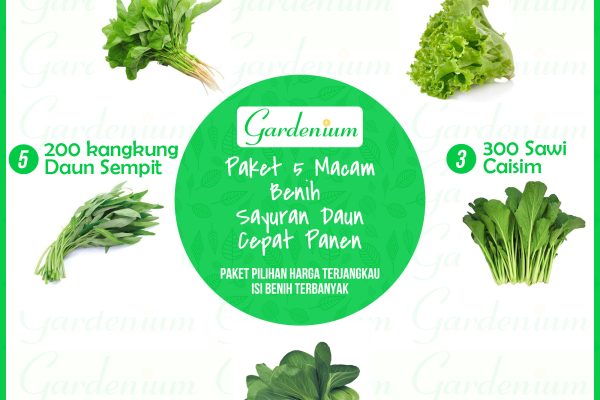 5 Macam Sayuran Yang Cepat Tumbuh