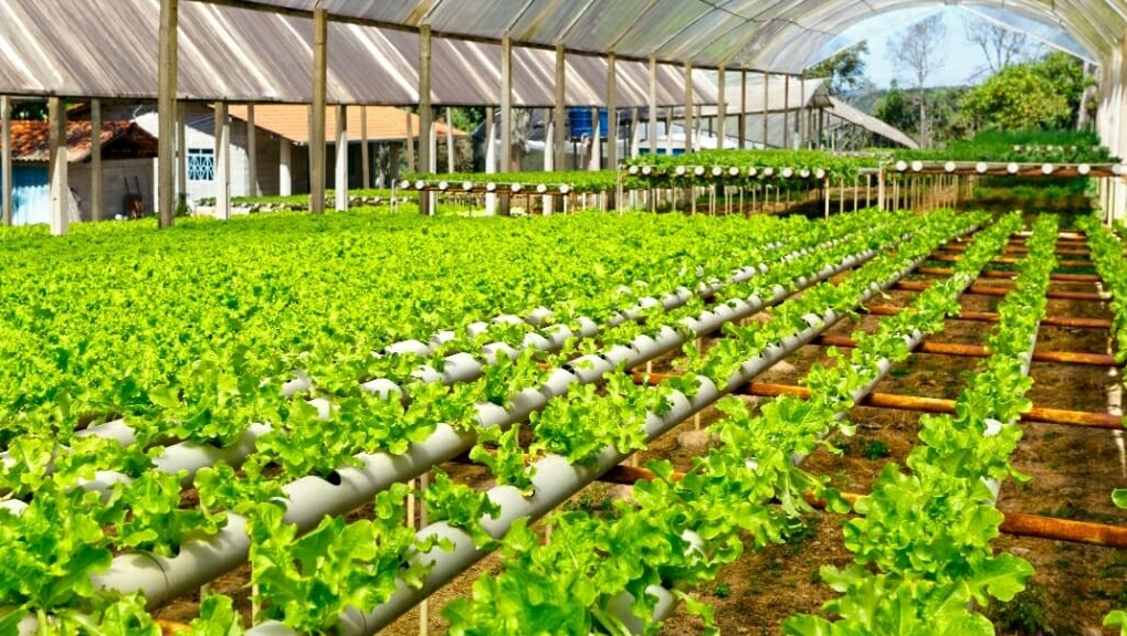 Hidroponik Skala Komersial: Analisis Bisnis & Strategi Pasar untuk Pemula