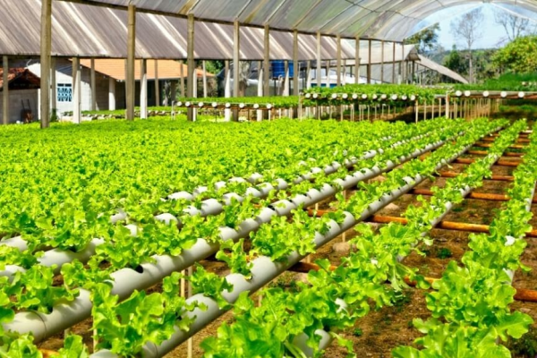 Hidroponik Skala Komersial: Analisis Bisnis & Strategi Pasar untuk Pemula